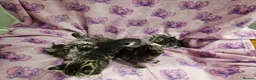 Bengal cats for sale: Bengal kitten's mix - Advert 13