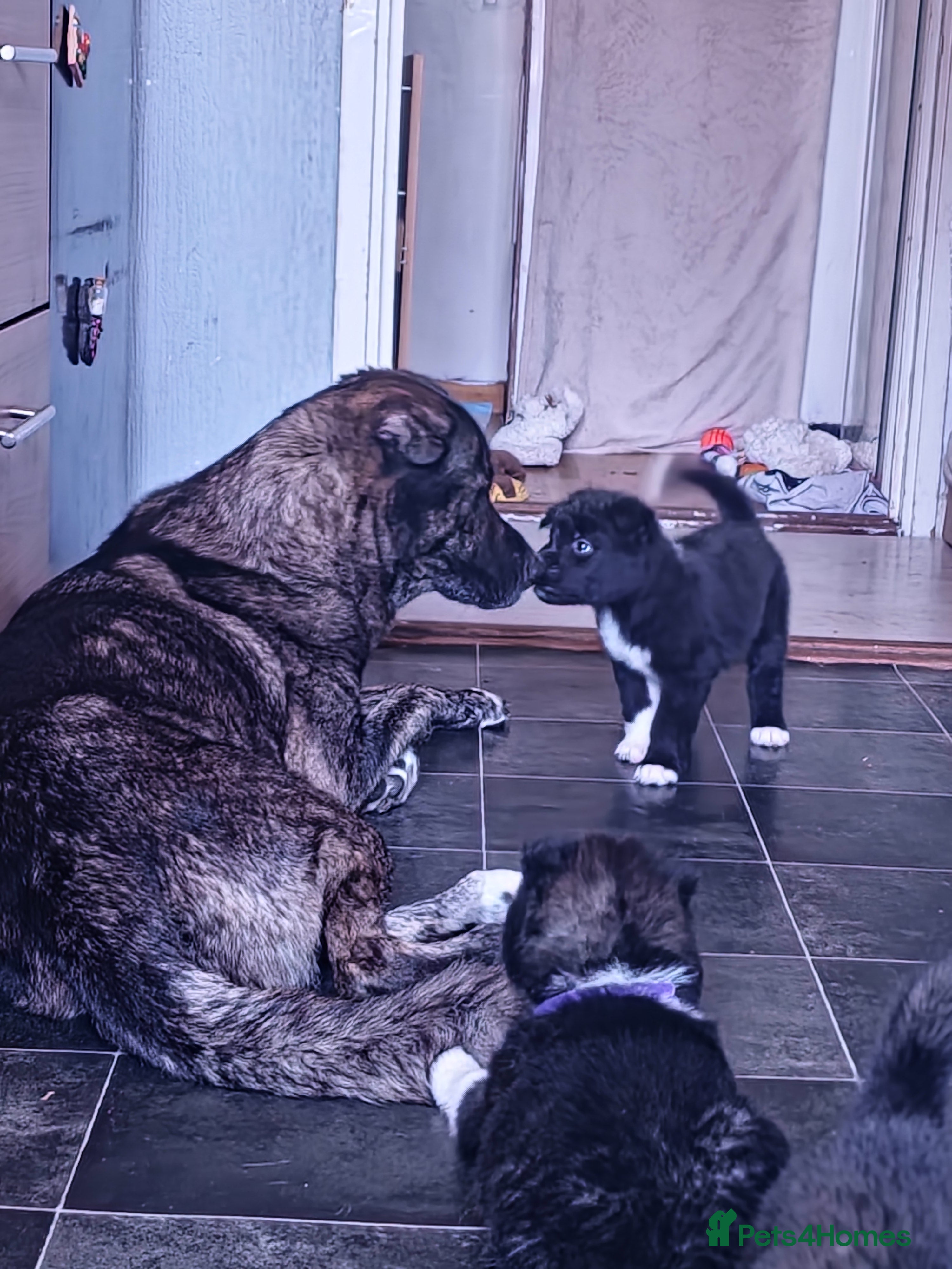 Mixed Breed dogs Chunky Akita/Huskita mix puppies - Advert 15