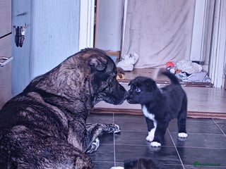 Mixed Breed dogs Chunky Akita/Huskita mix puppies - Advert 5