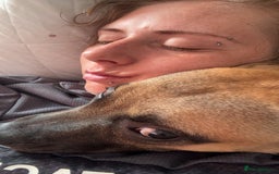 Staffordshire Bull Terrier dogs for sale: Dog for sale  - Image 3