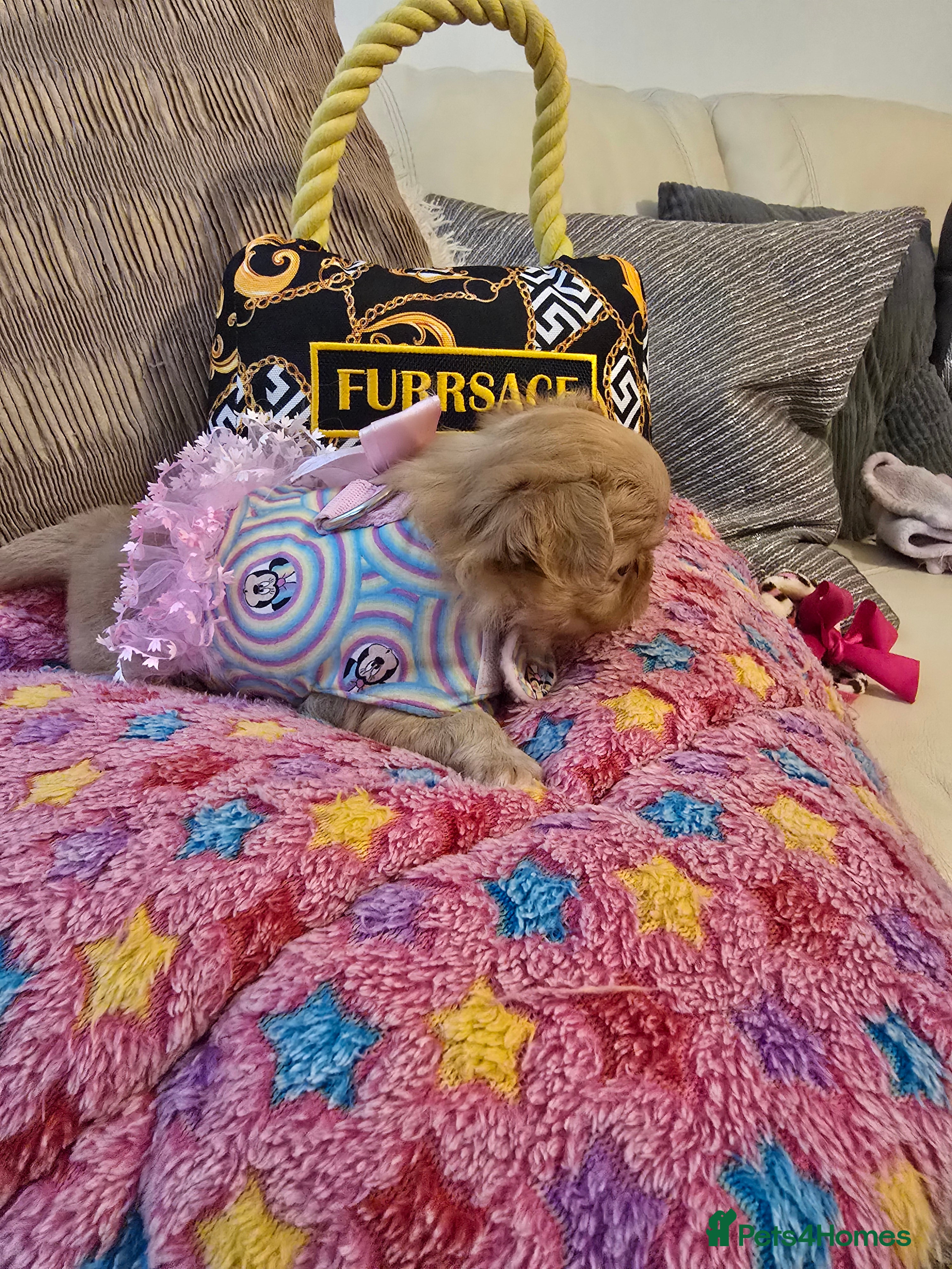 Chihuahua dogs for sale: Xx stunning kc chihuahua longcoat puppies Xx - Advert 30