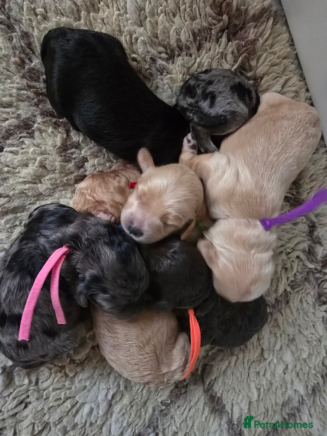 Cavapoo dogs for sale: Beautiful fully health tested cavapoo puppies  - Advert 16