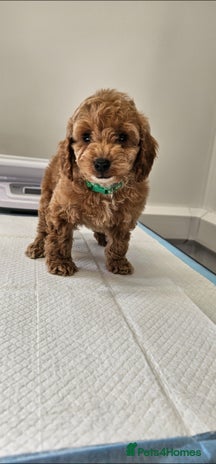 Cockapoo dogs Only 2 now Ready now vet checked - Advert 10