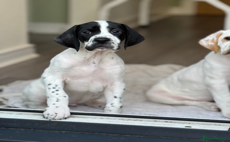 Pointer dogs - Advert 1