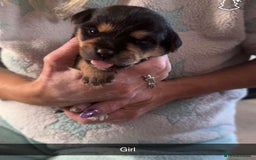 Mixed Breed dogs for sale: Jack Russel cross puppies  - Image 1