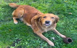 Golden Retriever dogs for sale: Hips elbows DNA perfect. 5 years old this july - Image 12