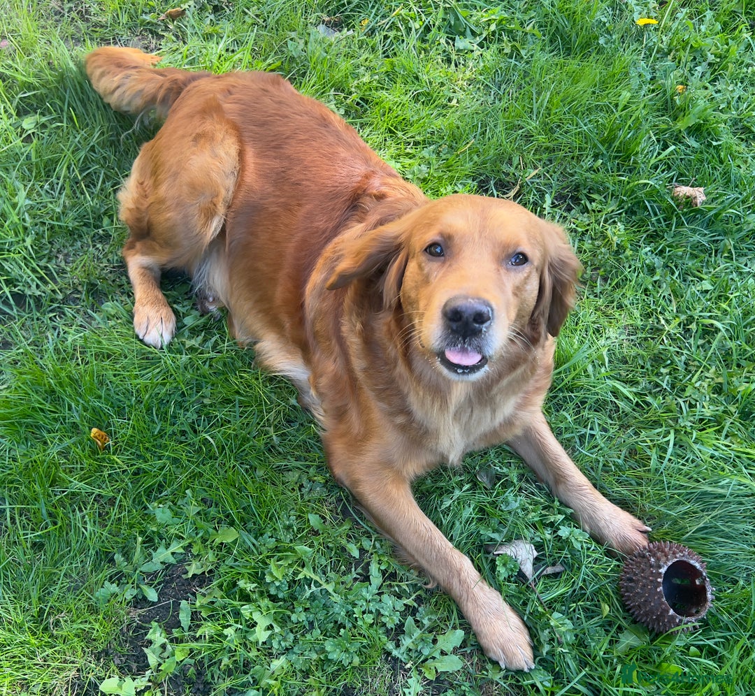 Golden Retriever dogs for sale: Hips elbows DNA perfect. 5 years old this july - Image 12