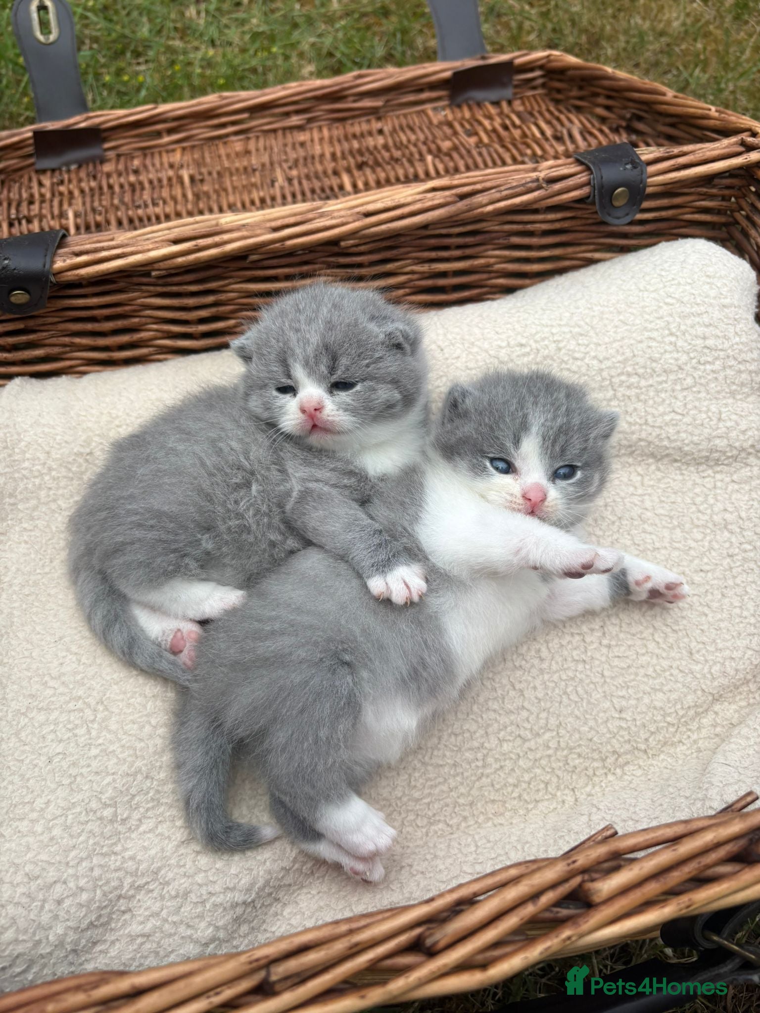 Scottish Fold cats for sale: 6 Scottish fold kittens  in Grays - Advert 6