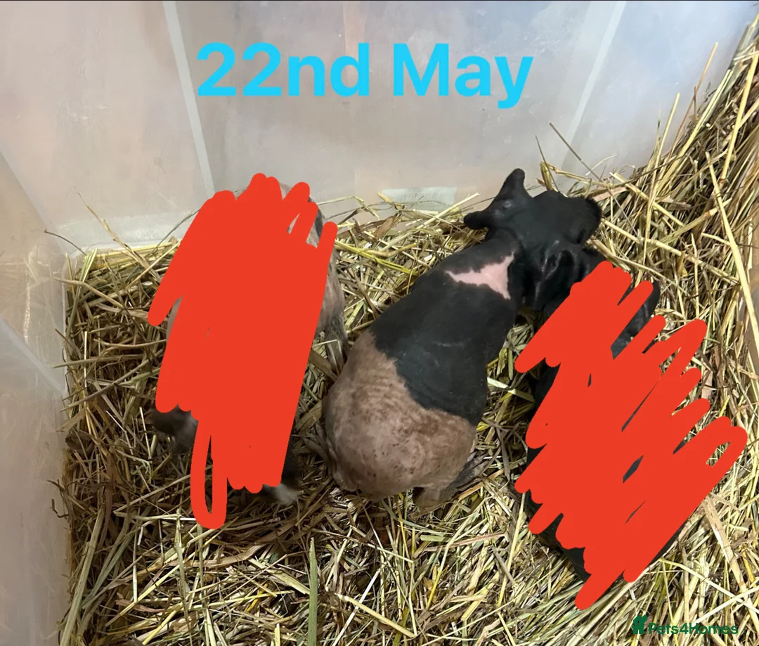 Guinea Pig rodents for sale: Skinny Pig Boars  - Advert 6