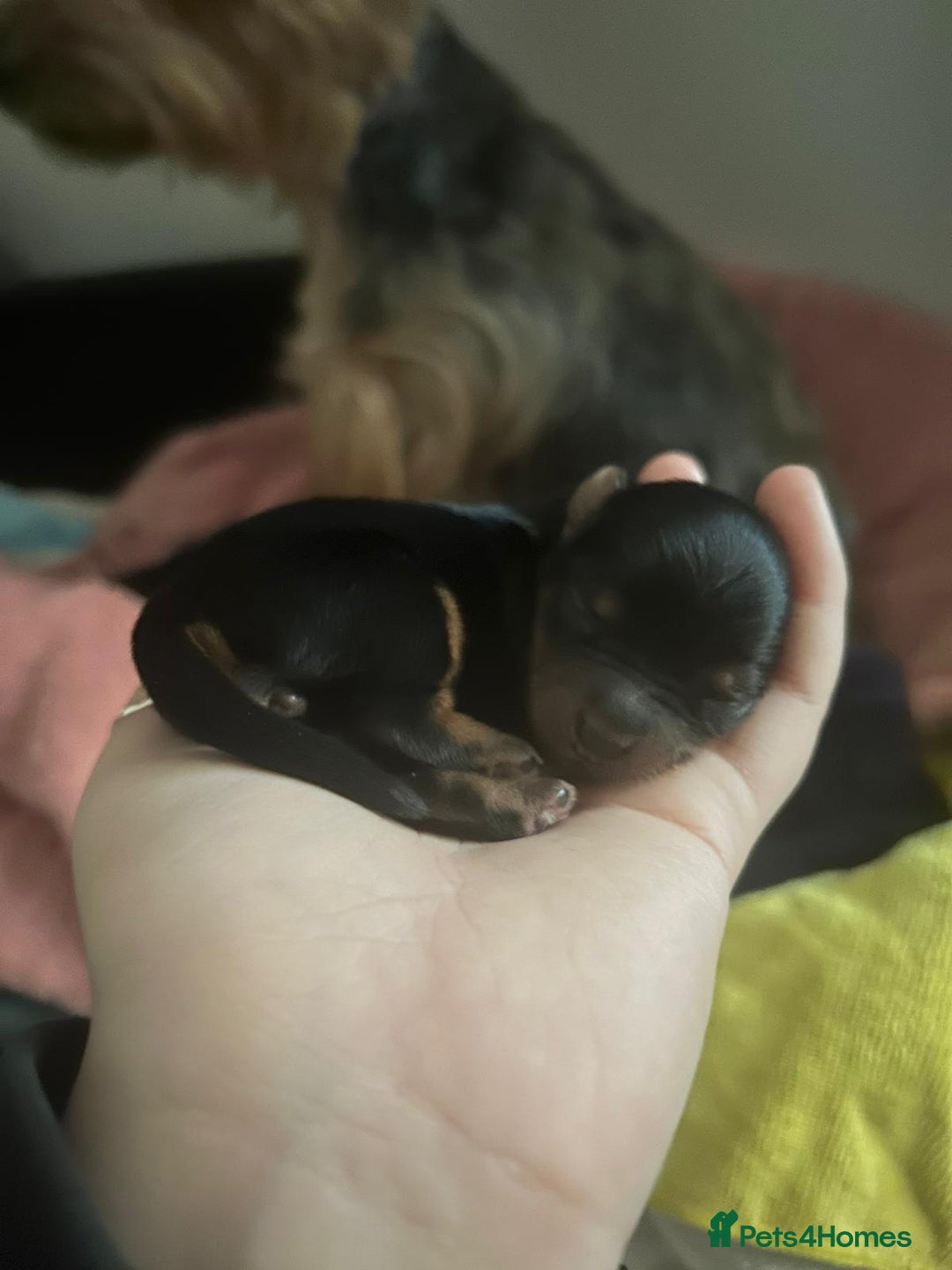 Yorkshire Terrier dogs for sale: Yorkshire terrier  - Advert 20