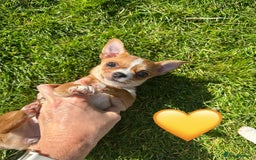 Chihuahua dogs for sale: Gorgeous Chihuahua Pups-only yellow girl left🐶💛 - Image 8