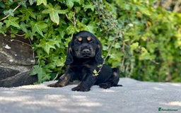 Cocker Spaniel dogs for sale: Black Tan and Chocolate Tan Show Cocker Spaniels  - Image 15