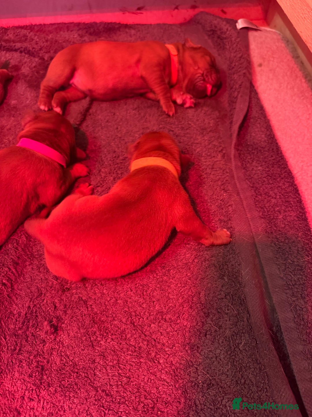 Dogue De Bordeaux dogs for sale: DOGUE DE BORDEAUX PUPPIES AVAILABLE 16/03/26 - Advert 20