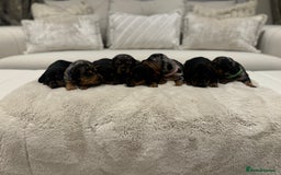 Dachshund dogs for sale: dachshund pups dapple and black & tan - Advert 5