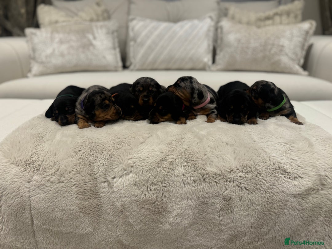 Dachshund dogs for sale: dachshund pups dapple and black & tan - Advert 5