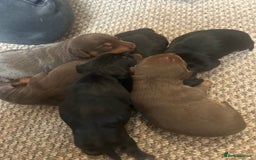 Dachshund dogs for sale: Beautiful dauchound puppies - Image 3