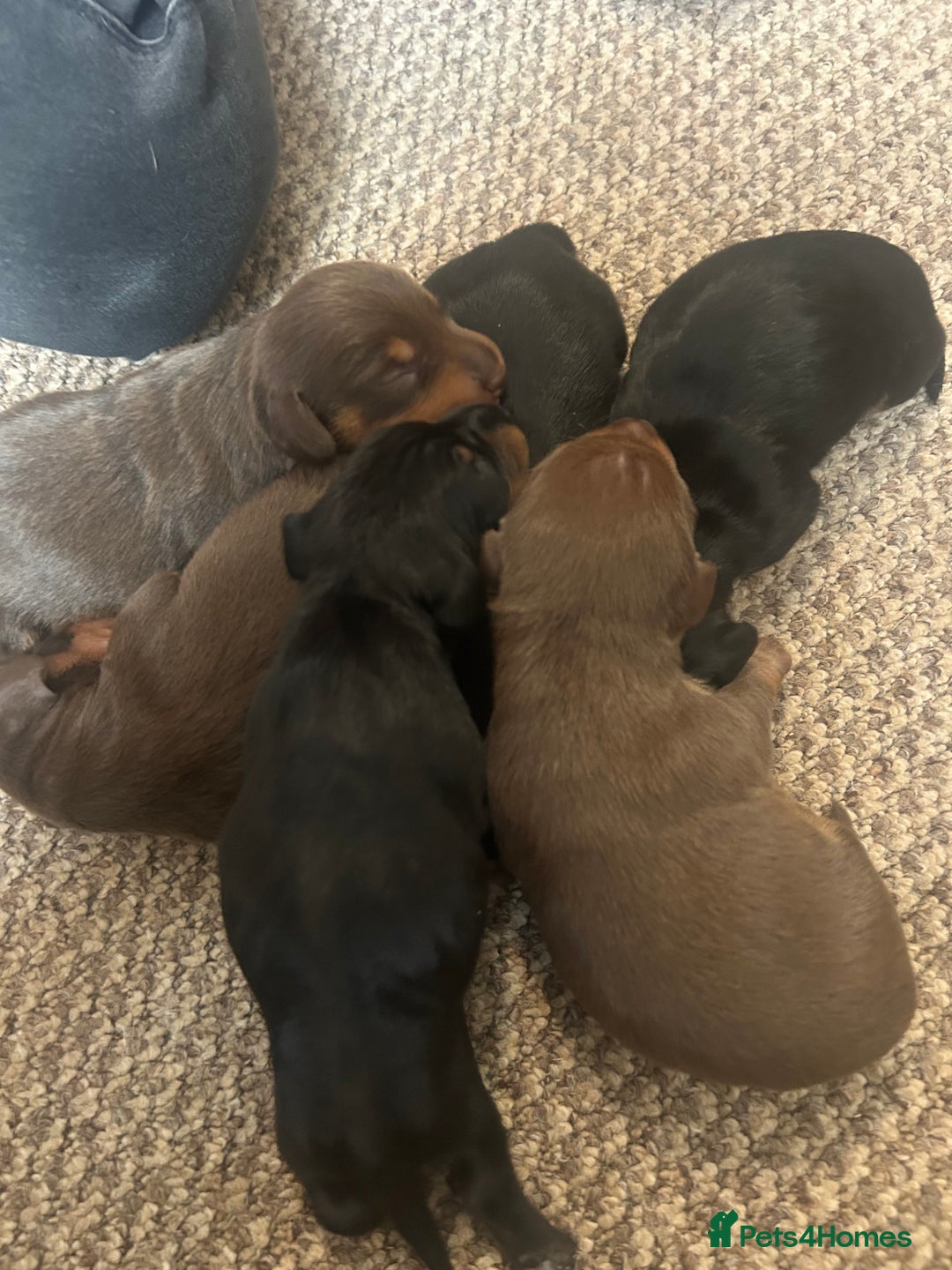 Dachshund dogs for sale: Beautiful dauchound puppies - Image 3