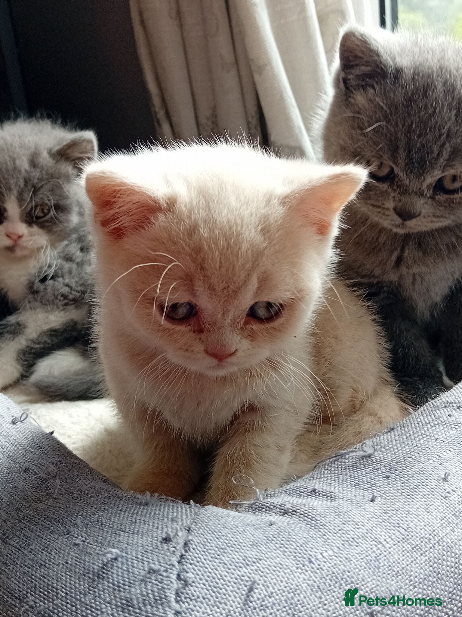 British Shorthair cats Gorgeous British short-hair kittens  - Advert 13
