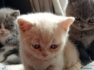 British Shorthair cats Gorgeous British short-hair kittens - Advert 13