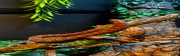 Boa Snake reptiles for sale: Fiona the Brazilian Rainbow Boa - Gentle Beauty in Southampton - Advert 7