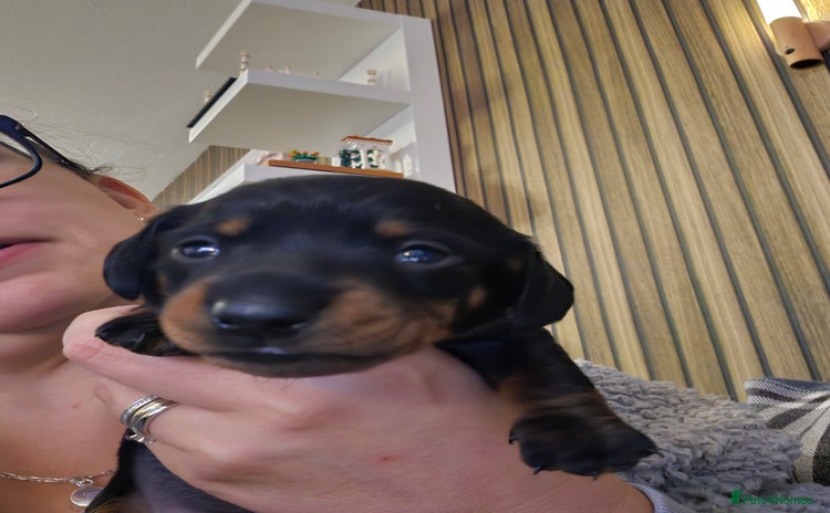 Dachshund dogs - Advert 11