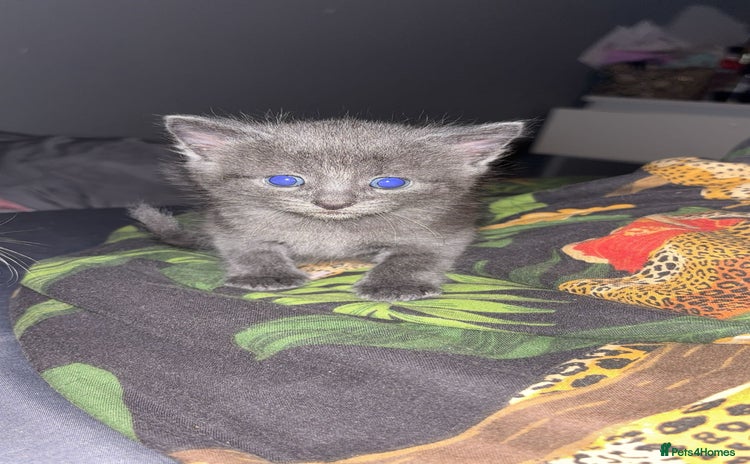 Mixed Breed cats for sale - Advert 1
