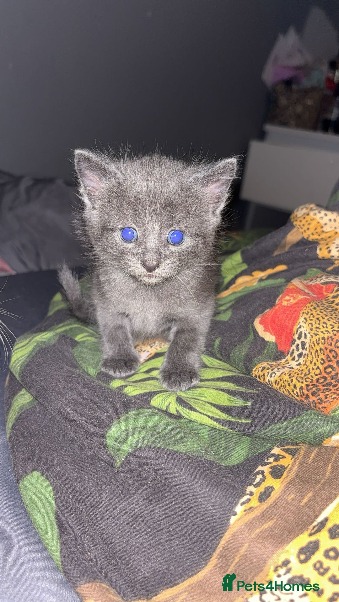 Mixed Breed cats for sale: Babies ready now ‼️ - Image 1