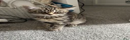 Mixed Breed cats for sale: Tabby female kitten - Advert 3