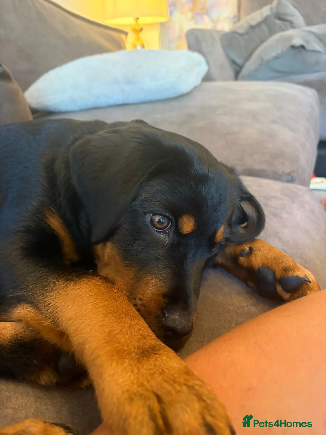Rottweiler dogs for sale: American Rottweiler  - Advert 2