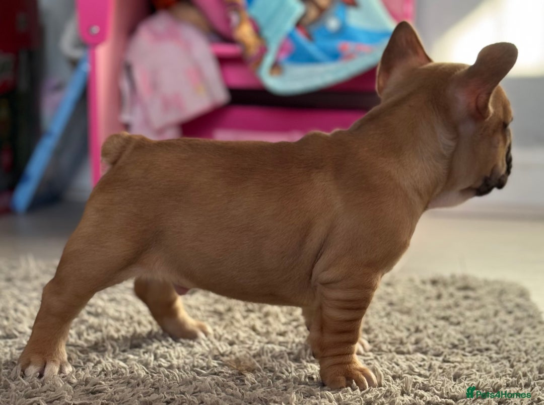 French Bulldog dogs for sale:  AMAZING PUPS  - Advert 33