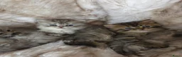 Persian cats for sale: Persian kittens  in Worksop - Advert 15