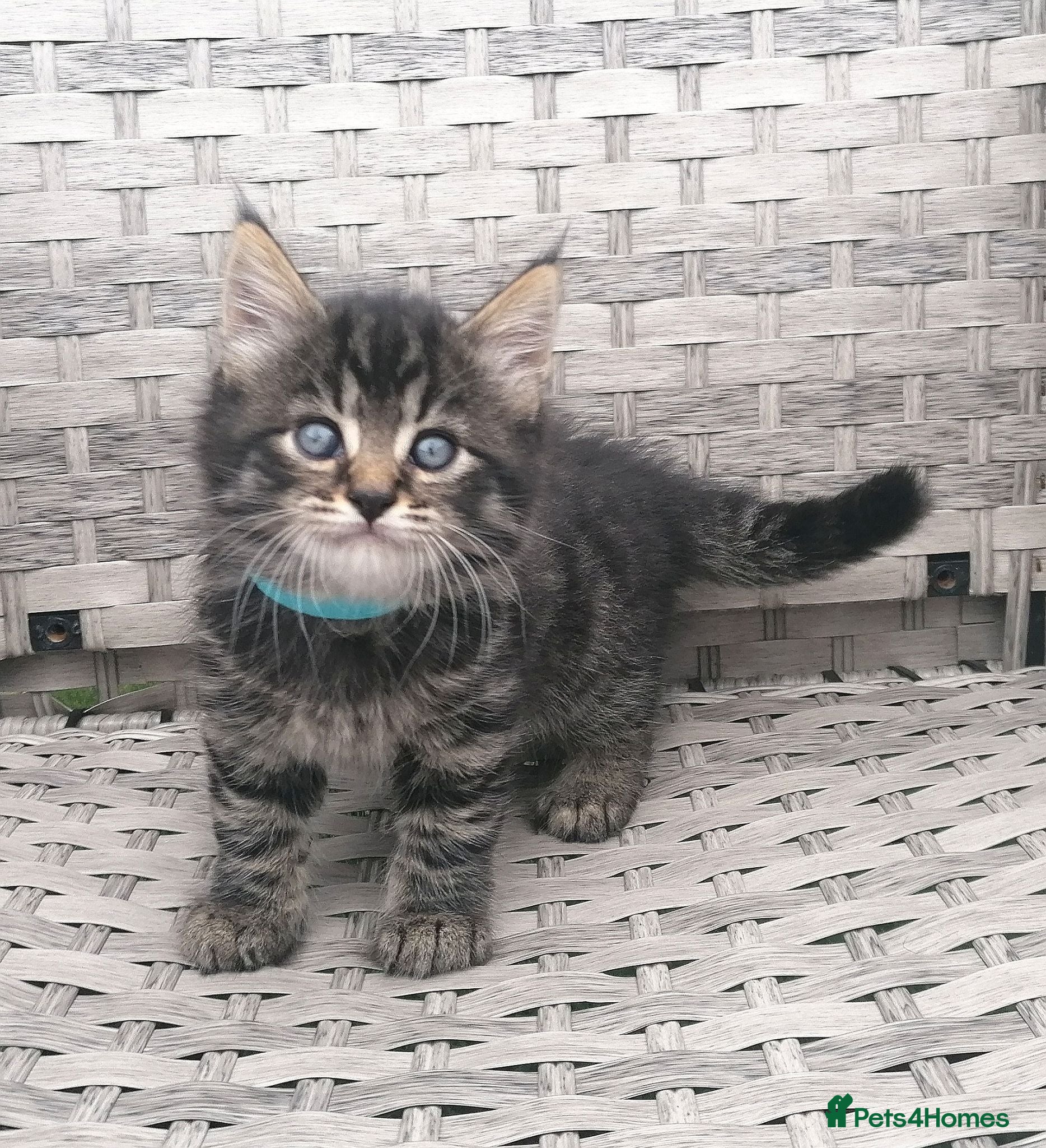 Mixed Breed cats Exceptional Kittens, Wonderful Personalities ❤️ - Advert 2