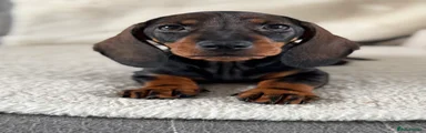 Dachshund 3