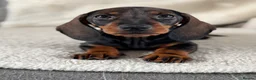 Dachshund dogs for sale: Standard wire haired dachshund  - Advert 15