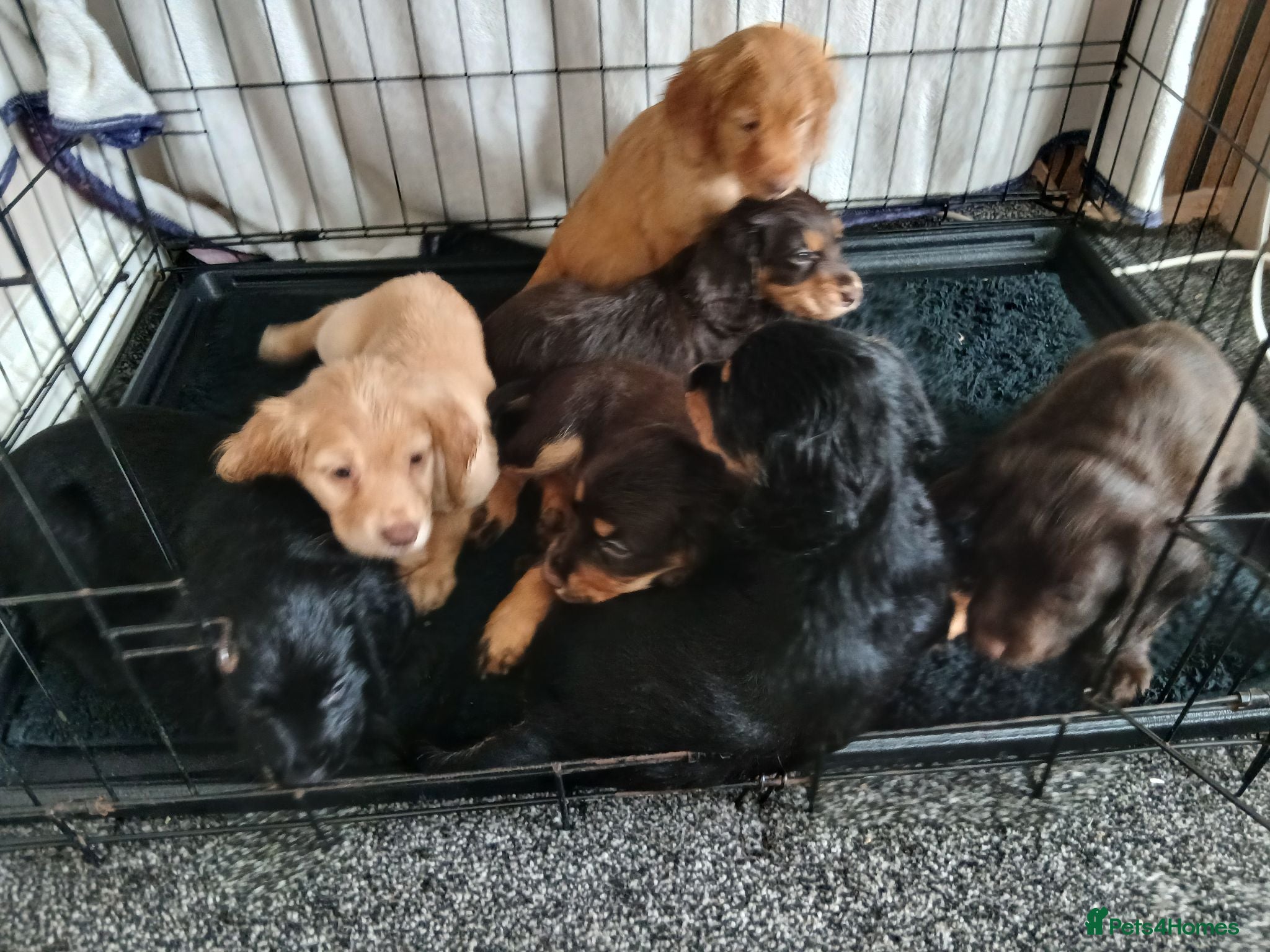 Cocker Spaniel dogs 7 cocker spaniel puppies  - Advert 18