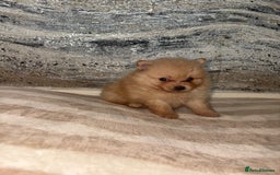 Pomeranian dogs for sale: ** Pomeranian Puppies 🐶🤍🐻🤎 - Image 32