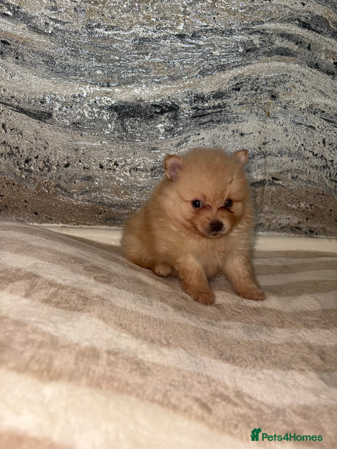 Pomeranian dogs for sale: ** Pomeranian Puppies 🐶🤍🐻🤎 - Image 32