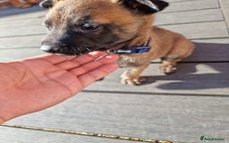 Belgian Shepherd Dog dogs for sale: Beautiful Belgian Malinois Puppies  - Image 7