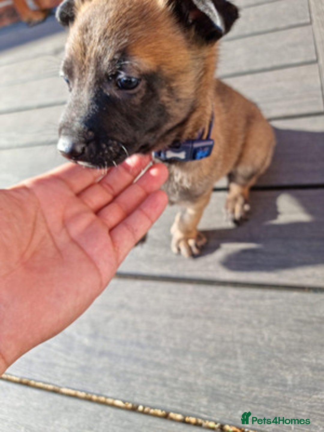 Belgian Shepherd Dog dogs for sale: Beautiful Belgian Malinois Puppies  - Image 7