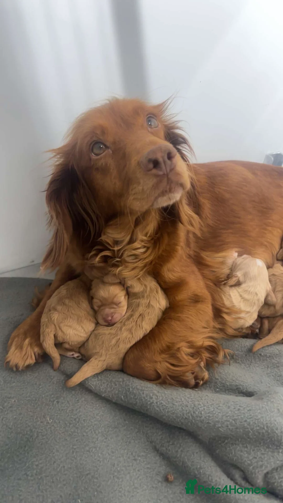 Cockapoo dogs for sale: Stunning f1 cockapoo’s - Advert 1