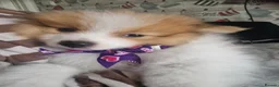 Pomeranian dogs for sale: Pomeranian Purebred(small breed) - Advert 12