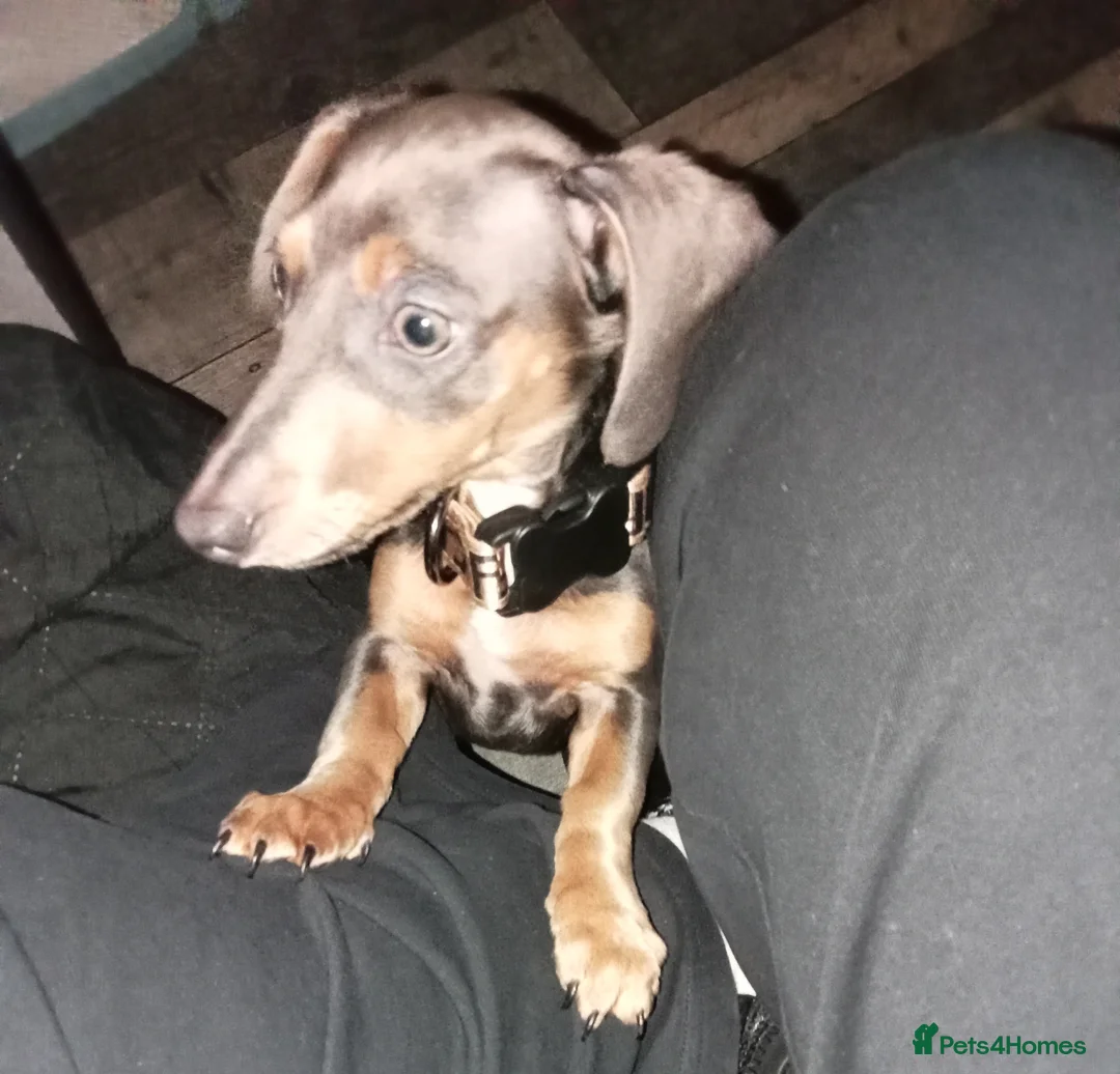 Dachshund dogs for sale: Beautiful male dachshund  - Advert 3