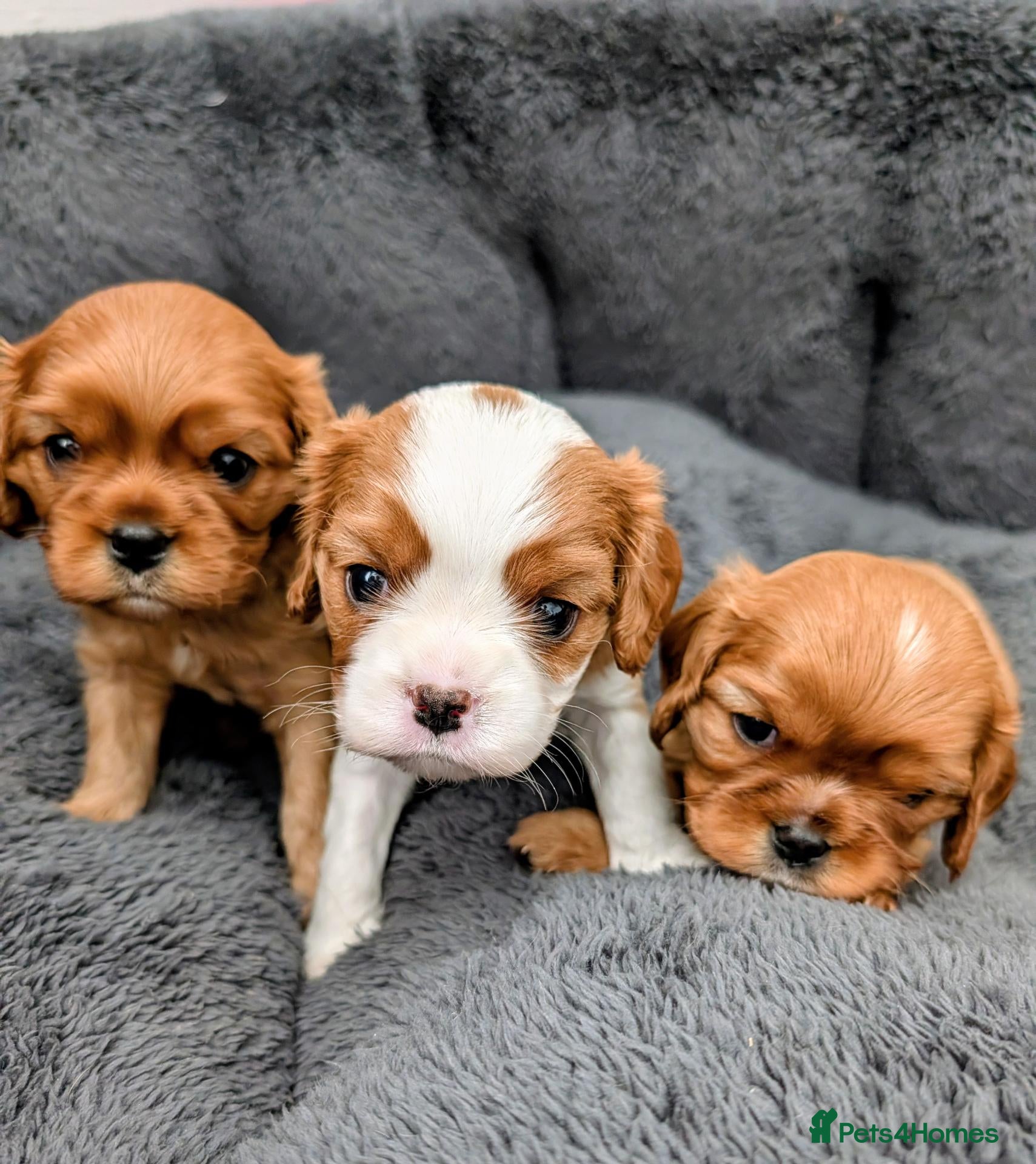 Cavalier King Charles Spaniel dogs 🌟 🐶 🐾 KC Health tested Cavalier Puppies🐾🐶🌟  - Advert 6