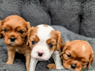 Cavalier King Charles Spaniel dogs 🌟 🐶 🐾 KC Health tested Cavalier Puppies🐾🐶🌟 - Advert 6