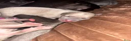 Mixed Breed dogs for sale: Whippet x Italian Greyhound Puppies  - Advert 15