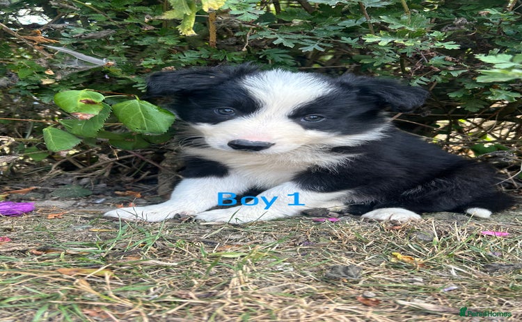 Border Collie dogs - Advert 3