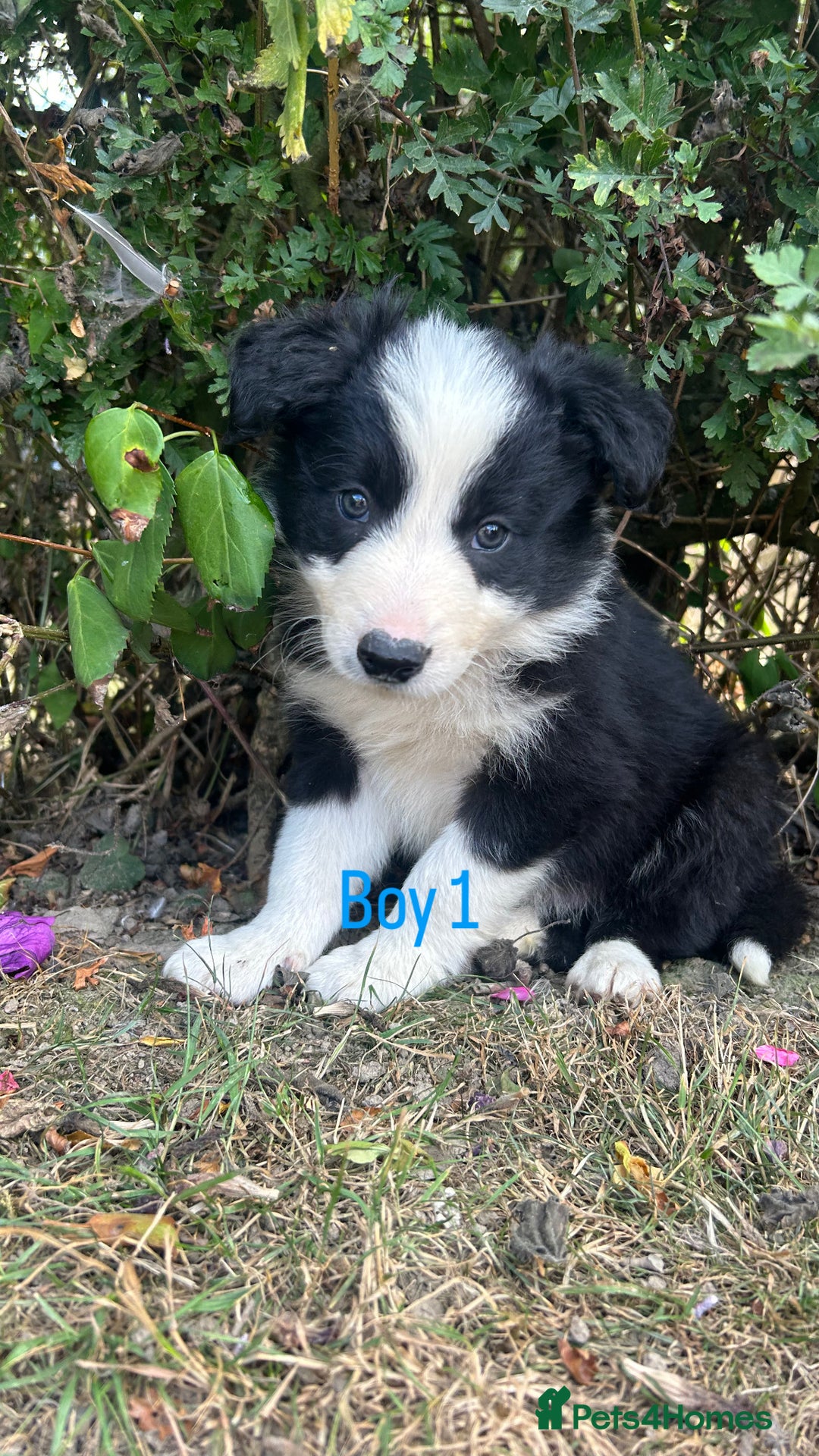Border Collie dogs for sale: Border collie pups for sale  - Image 1