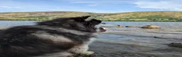 Utonagan dogs for sale: Alaskan malamute Husky  in York - Advert 4