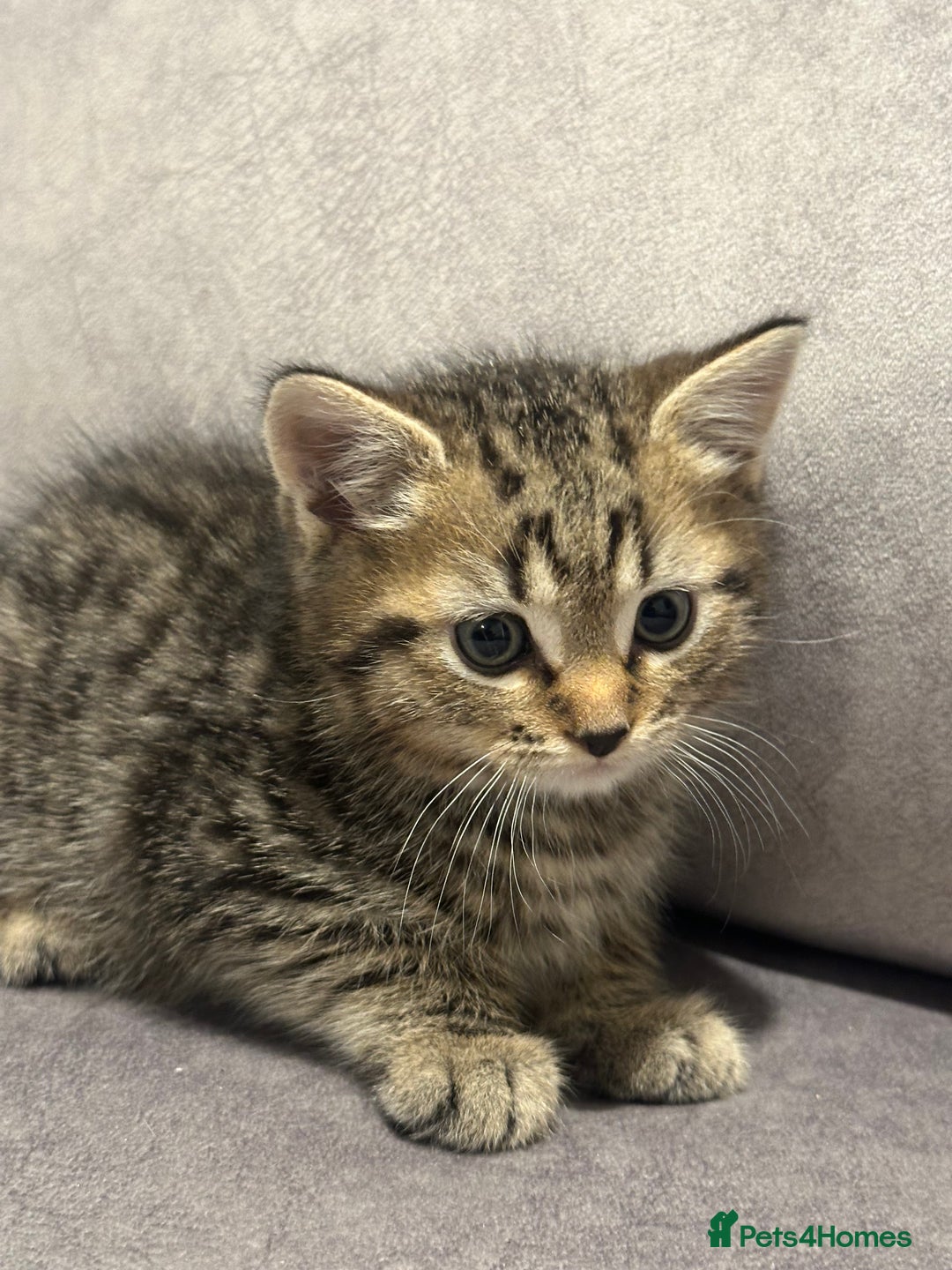 Scottish Fold cats for sale: Beautiful Scottish Fold/British Shorthair Kittens - Advert 25