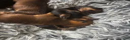 Chiweenie dogs for sale: 4 Gorgeous Chiwennie puppies - Advert 7